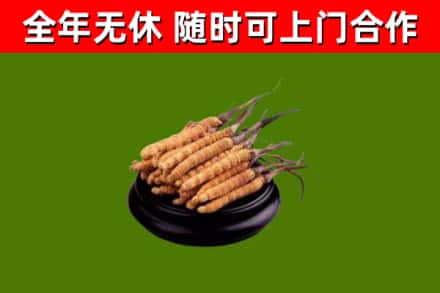 广德市烟酒回收冬虫夏草.jpg